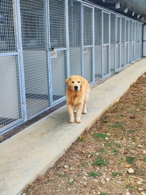 Asilo per Cani - Ordine di Villa Bellocchio - immagine 3