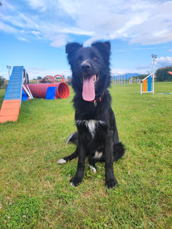 Asilo per Cani - Ordine di Villa Bellocchio - immagine 7