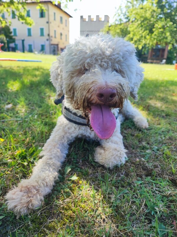Asilo per Cani - Ordine di Villa Bellocchio - immagine 6