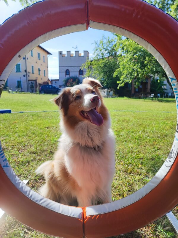 Asilo per Cani - Ordine di Villa Bellocchio - immagine 5